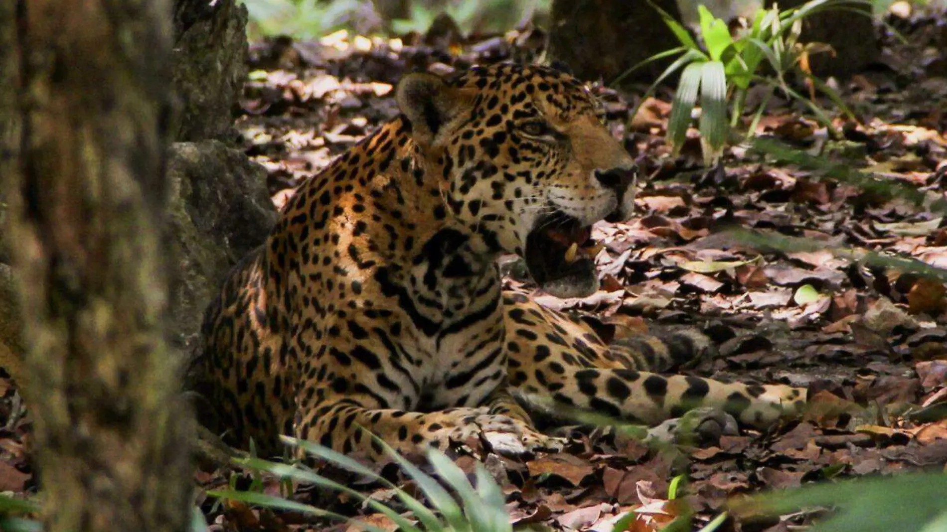 AMLO declara la región Jaguar como nueva área natural protegida en Tulum, Q. Roo